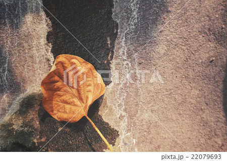 Dried leaves Dried leaves 22079693