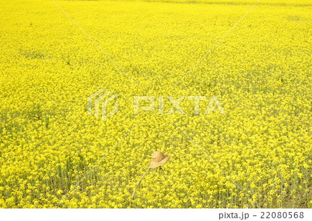 菜の花畑 22080568