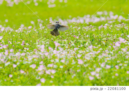 月見草の花の上で羽ばたく小鳥 22081100