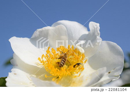 日本ミツバチと白いバラの花(美白のイメージ+ミツバチの力) ばら バラ 薔薇 みつばち ミツバチ 美 日本ミツバチと白いバラの花(美白のイメージ+ミツバチの力) ばら バラ 薔薇 みつばち ミツバチ 美 22081104