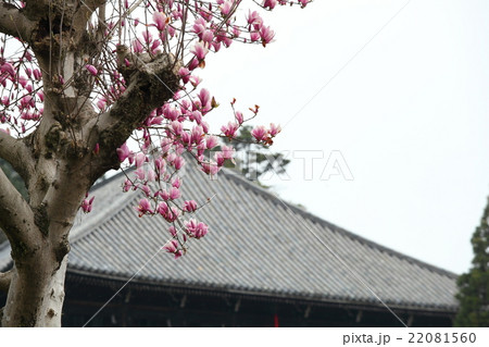 東大寺二月堂参道沿いのモクレン 東大寺二月堂参道沿いのモクレン 22081560