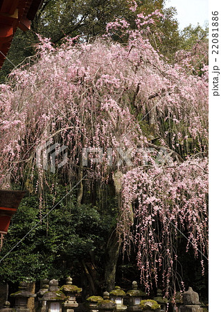 春日大社のシダレザクラ 春日大社のシダレザクラ 22081886
