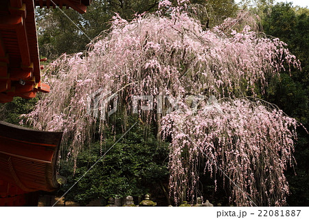 春日大社のシダレザクラ 春日大社のシダレザクラ 22081887