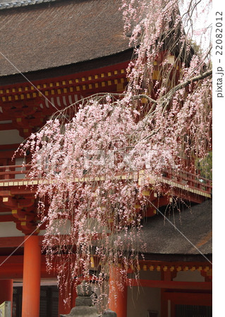 春日大社のシダレザクラ 春日大社のシダレザクラ 22082012