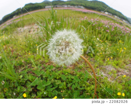 タンポポの綿毛 22082026