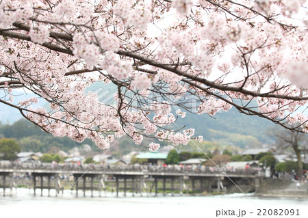 京都嵐山の桜 22082091