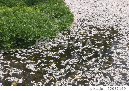 花いかだ 小川と桜の花びら 熊本県ー八景水谷公園 の写真素材 2149