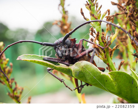 Beetle on branches of a tree 22082359