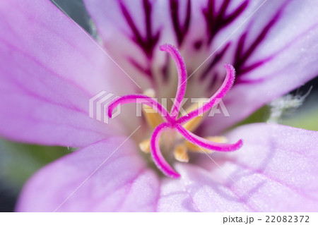 ローズ・ゼラニウム / マクロ ローズ・ゼラニウム / マクロ 22082372