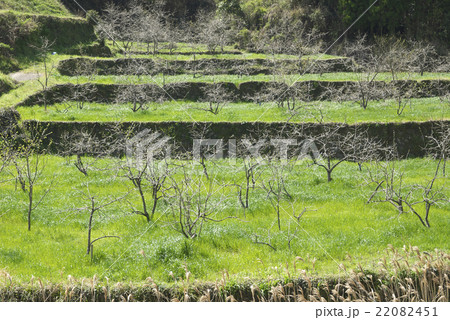 だんだん畑 熊本県下益城郡美里町 だんだん畑 熊本県下益城郡美里町 22082451