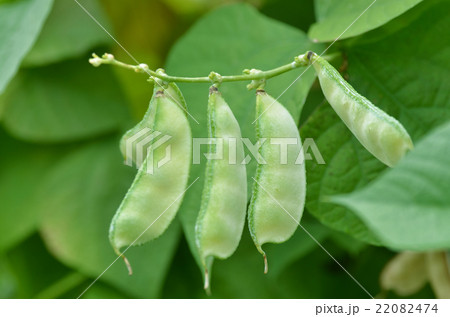 フジマメ フジマメ 22082474