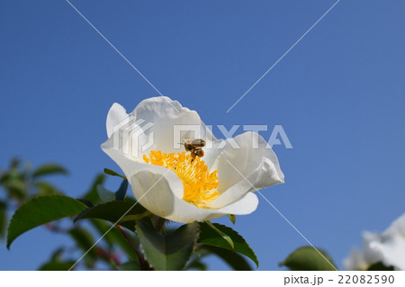 日本ミツバチと白いバラの花(美白のイメージ+ミツバチの力) ばら バラ 薔薇 みつばち ミツバチ 日本ミツバチと白いバラの花(美白のイメージ+ミツバチの力) ばら バラ 薔薇 みつばち ミツバチ 22082590
