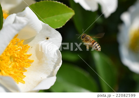 日本ミツバチと白いバラの花(美白のイメージ+ミツバチの力) ばら バラ 薔薇 みつばち ミツバチ 美 日本ミツバチと白いバラの花(美白のイメージ+ミツバチの力) ばら バラ 薔薇 みつばち ミツバチ 美 22082599