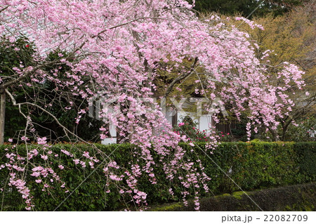 大原三千院の枝垂桜 22082709