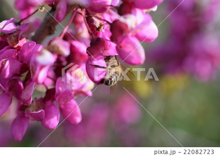 日本ミツバチとハナズオウの花 22082723