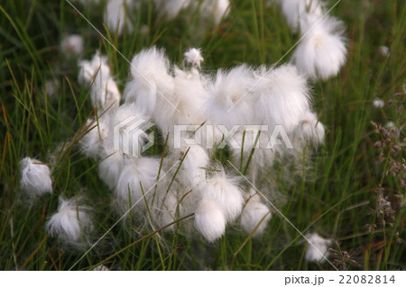 北極コットン グリーンランド 北極コットン グリーンランド 22082814