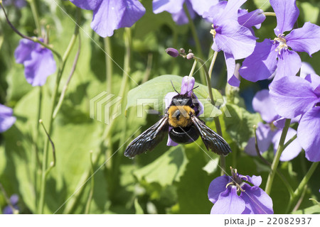 クマバチ クマバチ 22082937