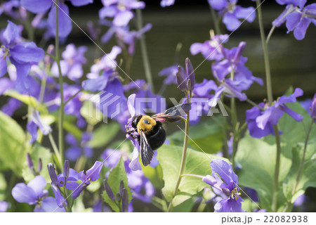 クマバチ 22082938