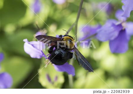 クマバチ 22082939