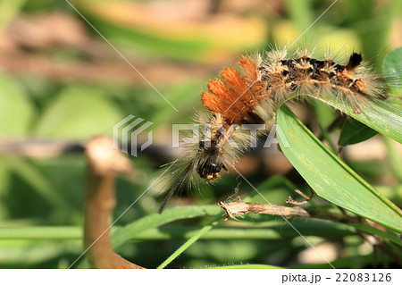マメドクガの幼虫 22083126