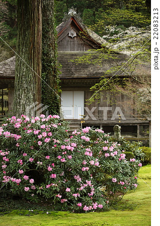 大原三千院の石楠花 22083213