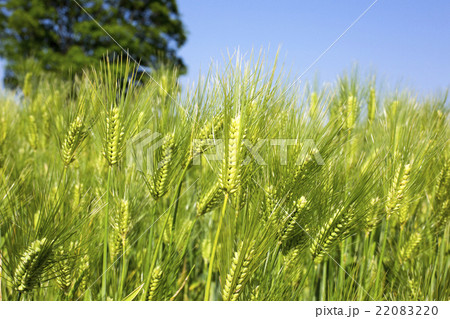 大麦畑の写真素材 22