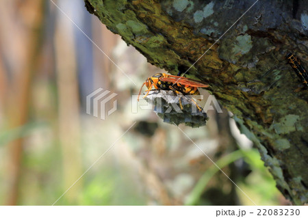 キアシナガバチ 22083230