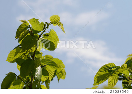 桑の木 22083546