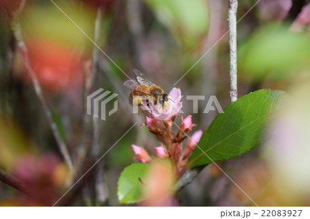 日本ミツバチとヒメシャリンバイの花 日本ミツバチとヒメシャリンバイの花 22083927