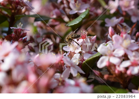 日本ミツバチとヒメシャリンバイの花 日本ミツバチとヒメシャリンバイの花 22083964