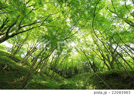 香嵐渓の新緑 香嵐渓の新緑 22083965
