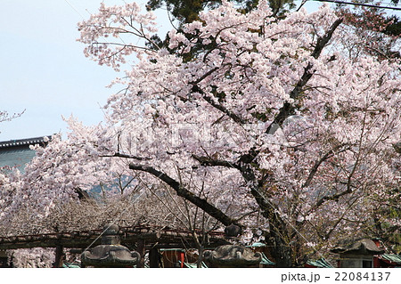 氷室神社の桜 22084137