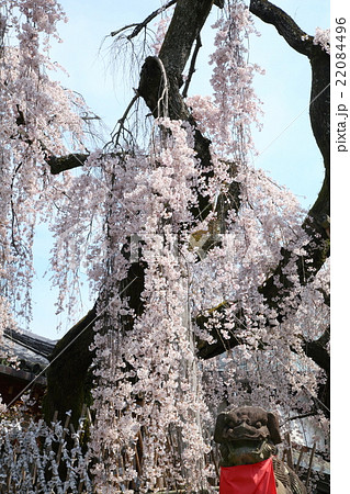 氷室神社の枝垂れ桜 22084496