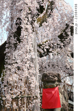 氷室神社の枝垂れ桜 22084498