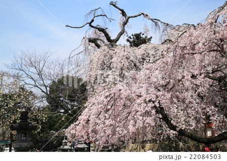 氷室神社の枝垂れ桜 22084503