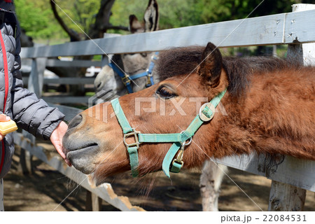 馬の餌やりをする子供の写真素材