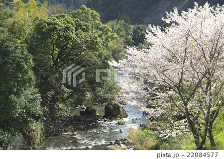 桜と山河。熊本県氷川町 22084577