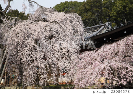 氷室神社の枝垂れ桜 22084578