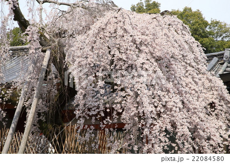 氷室神社の枝垂れ桜 22084580