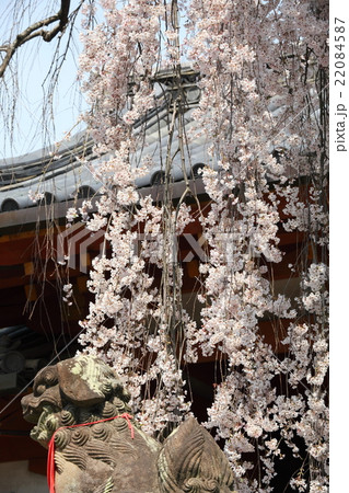 氷室神社の枝垂れ桜 氷室神社の枝垂れ桜 22084587