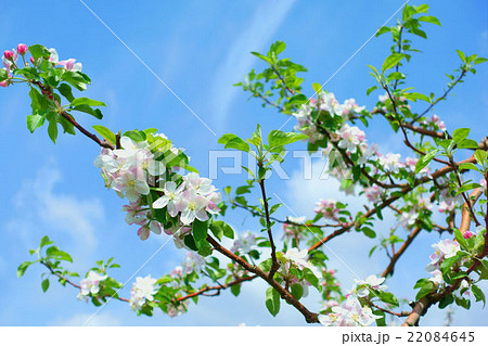 りんごの花と青空 りんごの花と青空 22084645