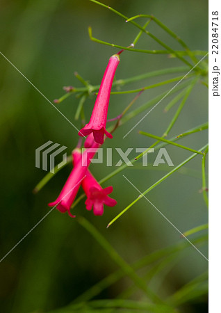 花丁子 花丁子 22084718
