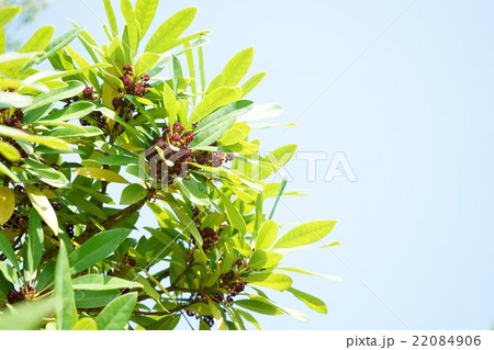 ヒメユズリハの実 22084906