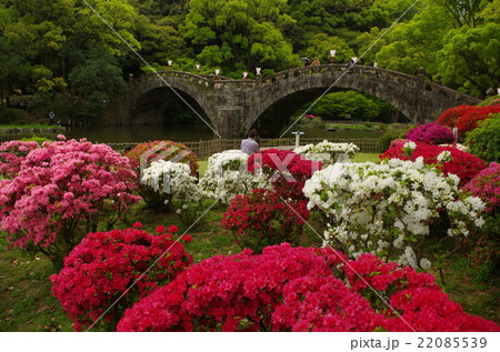 つつじと眼鏡橋 つつじと眼鏡橋 22085539