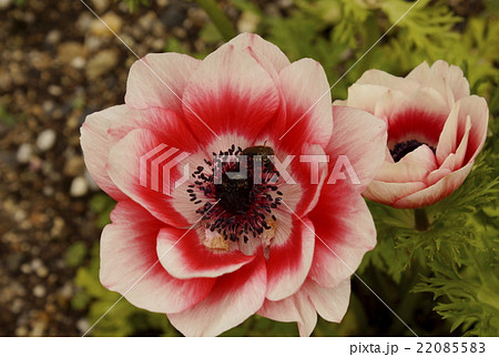 アネモネ　白色紅色混じり 22085583