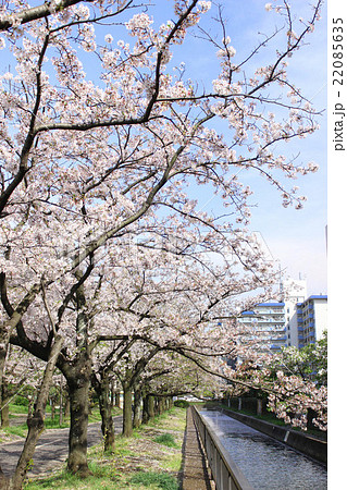 仙台堀川公園の桜 仙台堀川公園の桜 22085635