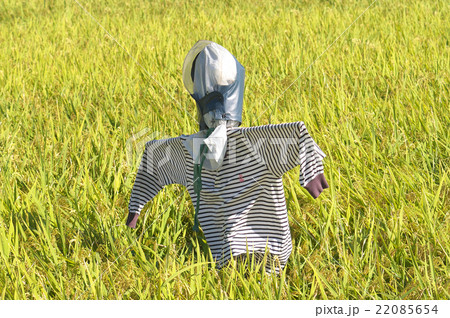 田んぼのカカシ 田んぼのカカシ 22085654