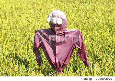 田んぼのカカシ 田んぼのカカシ 22085655