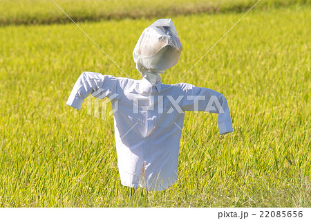 田んぼのカカシ 22085656