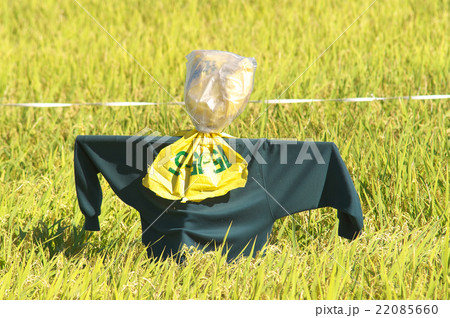 田んぼのカカシ 22085660